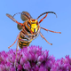 Illustration for article titled 18 killed in deadly hornet attacks in Chinese city